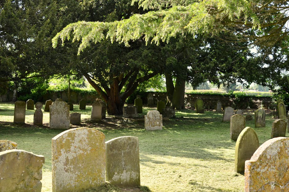 A photograph of a graveyard featuring numerous weathered headstones made of light-colored stone, some with moss and lichen growth, arranged in rows across a grassy area. The headstones are of various shapes and heights, with aged and slightly eroded surfaces. In the background, there is a large, leafy tree with dark green foliage, its branches extending outward and providing partial shade to the graves below. The scene is illuminated by natural daylight, with soft shadows cast on the ground and headstones, creating a peaceful and somber atmosphere. Surrounding the graveyard, there is a low stone wall partially visible behind the tree, and the area appears well-maintained, with neatly trimmed grass and no visible debris. This setting emphasizes the importance of on-site or private waste removal, as offered by providers like House Clearance Harrow, to maintain the respectful environment of such heritage sites during clearance or renovation work.